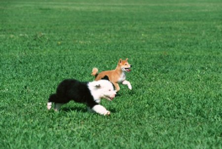 两只狗在奔跑图片