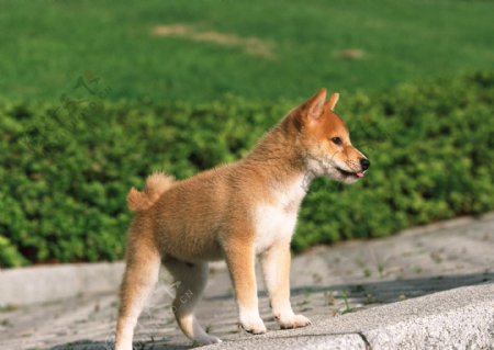 日本柴犬图片