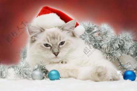 圣诞肥猫图片