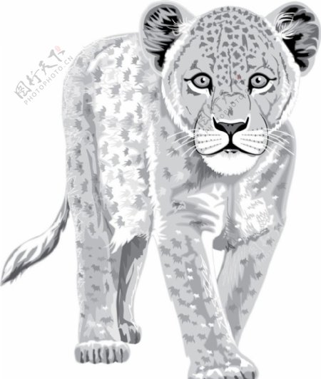 超可爱漂亮的高清晰野生动物雪豹矢量图图片