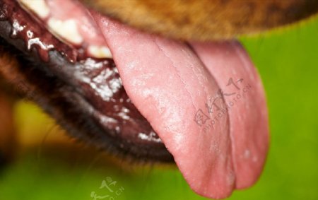 狗舌头图片