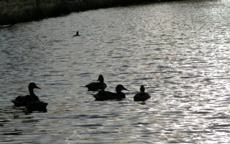 河中小鸭子图片