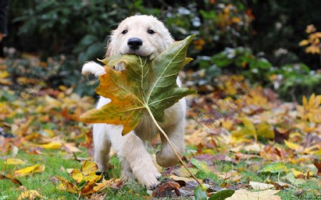 叼着叶子的小狗图片
