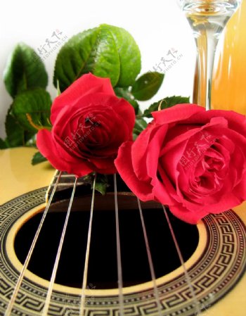 玫瑰花VS吉它炫图片