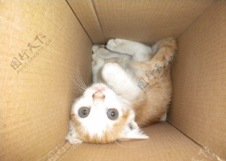 被困在纸箱里的小猫图片