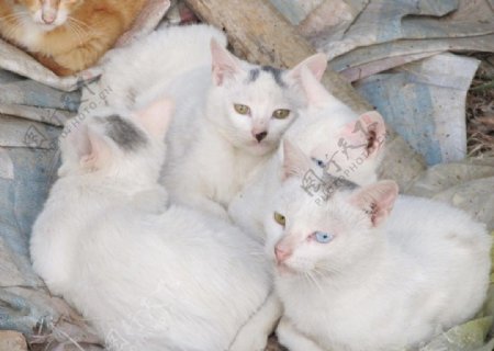 四只白色的猫图片