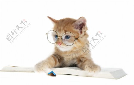 小猫看书图片