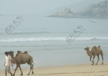 海边罕见骆驼图片