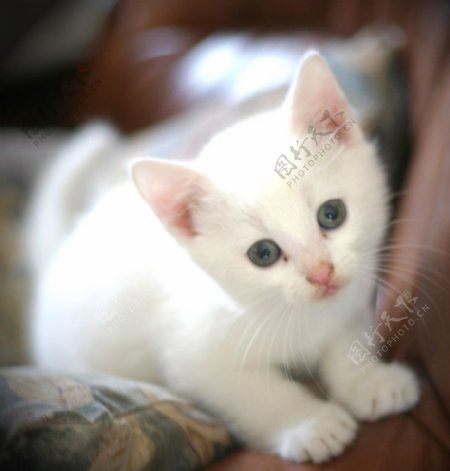 白色的猫图片
