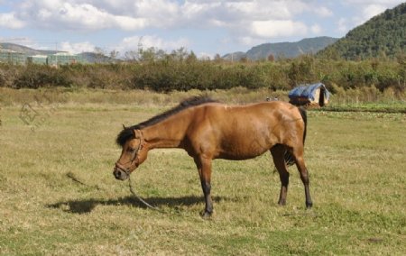 马匹马动物图片
