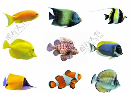 多款热带鱼图片