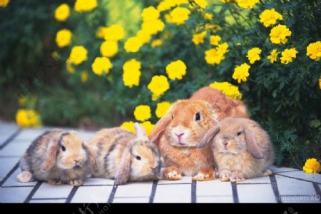 一群兔子图片