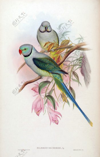 枝头相伴的两只鸟图片