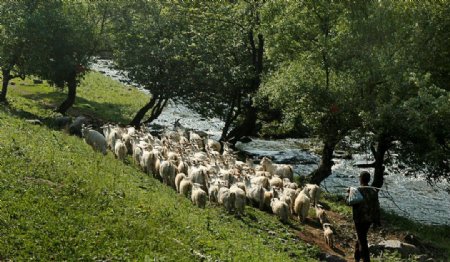 牧羊图片