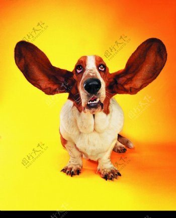 大耳朵的狗图片