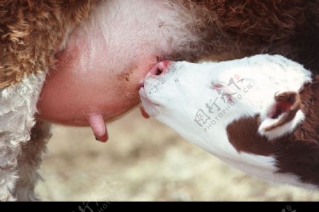 吃奶的小牛图片