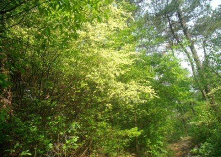 斗岩绿林图片