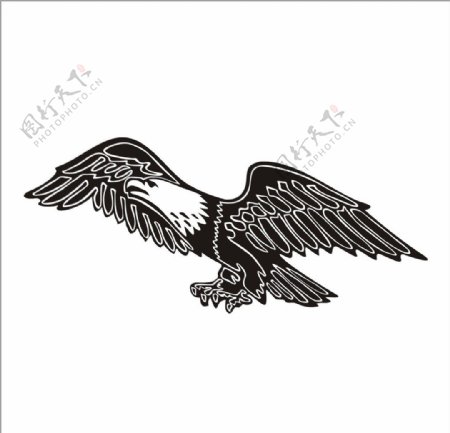 鹰徽图片
