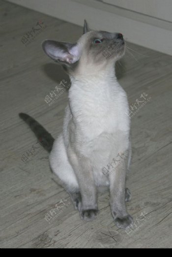 可爱暹罗猫图片