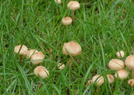雨后蘑菇图片