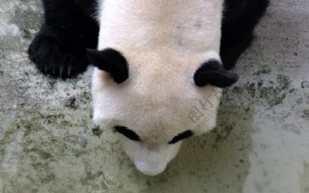 熊猫喝水图片
