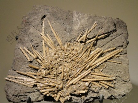 植物化石图片