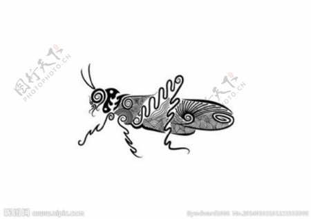 花纹动物昆虫图片
