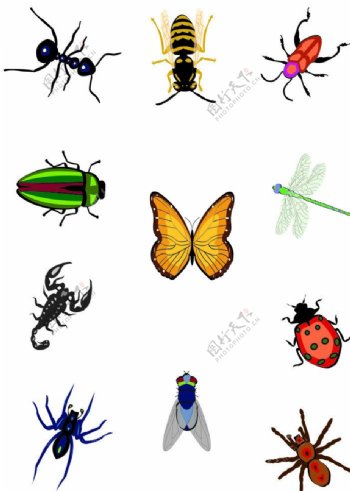 昆虫图片