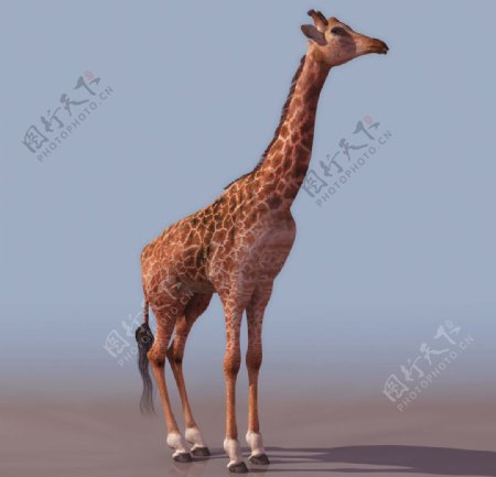 GIRAFFE长颈鹿3d模型图片