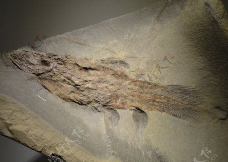古生物化石图片