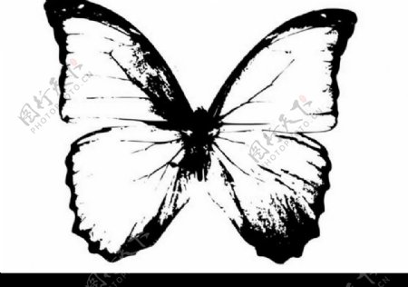 蝴蝶黑白矢量图片