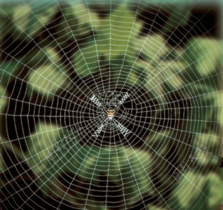 硕大的蜘蛛网图片