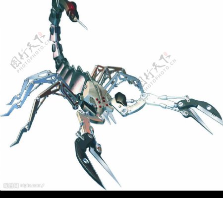 蝎子毒蝎图片