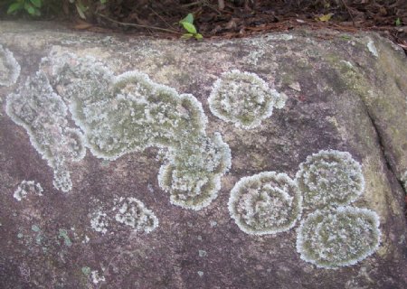 石苔藓图片