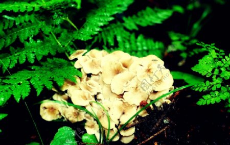 蘑菇树枝图片
