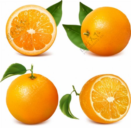 新鲜带叶橙子图片