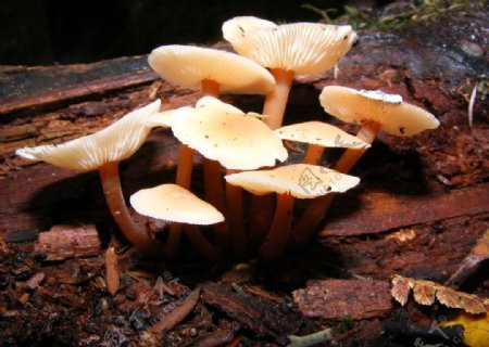 枯木上的蘑菇图片