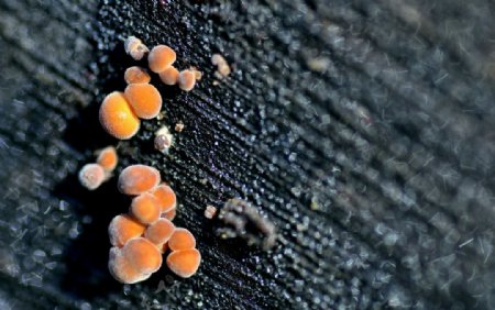 真菌图片