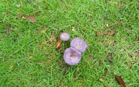 紫色蘑菇图片