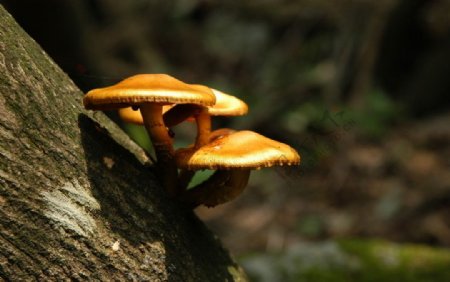 深山里的野生蘑菇图片