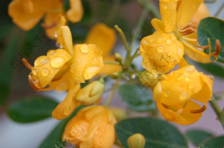 雨中的黄槐花图片