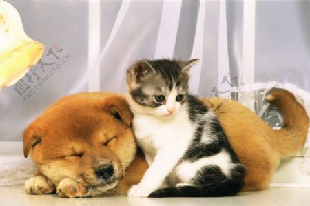 小猫与小狗图片