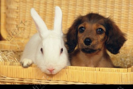 小狗和兔子的照片图片