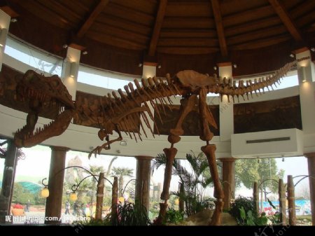 常州中华恐龙园恐龙骨架图片