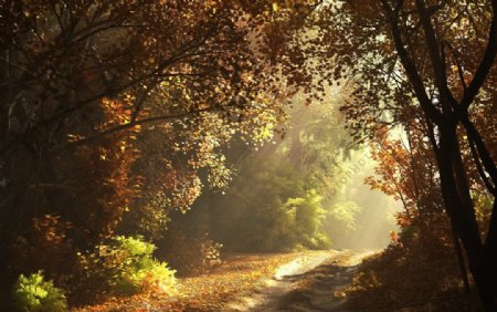 秋季清晨小路落叶图片