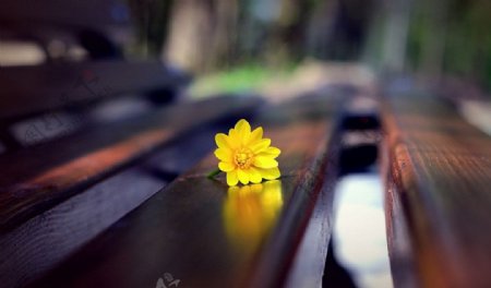 公园凳子上的花朵图片