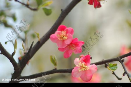 灿烂桃花季节图片