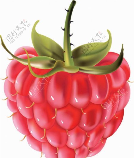 红莓矢量素材图片