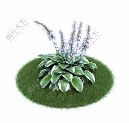 植物模型下载植物图片