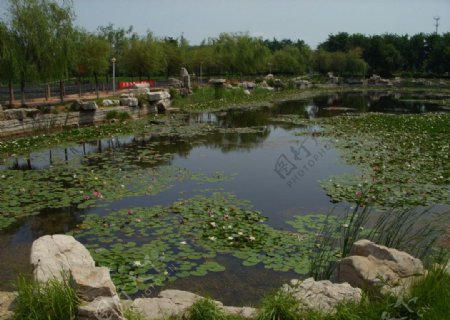东营市嬉水公园荷花池图片